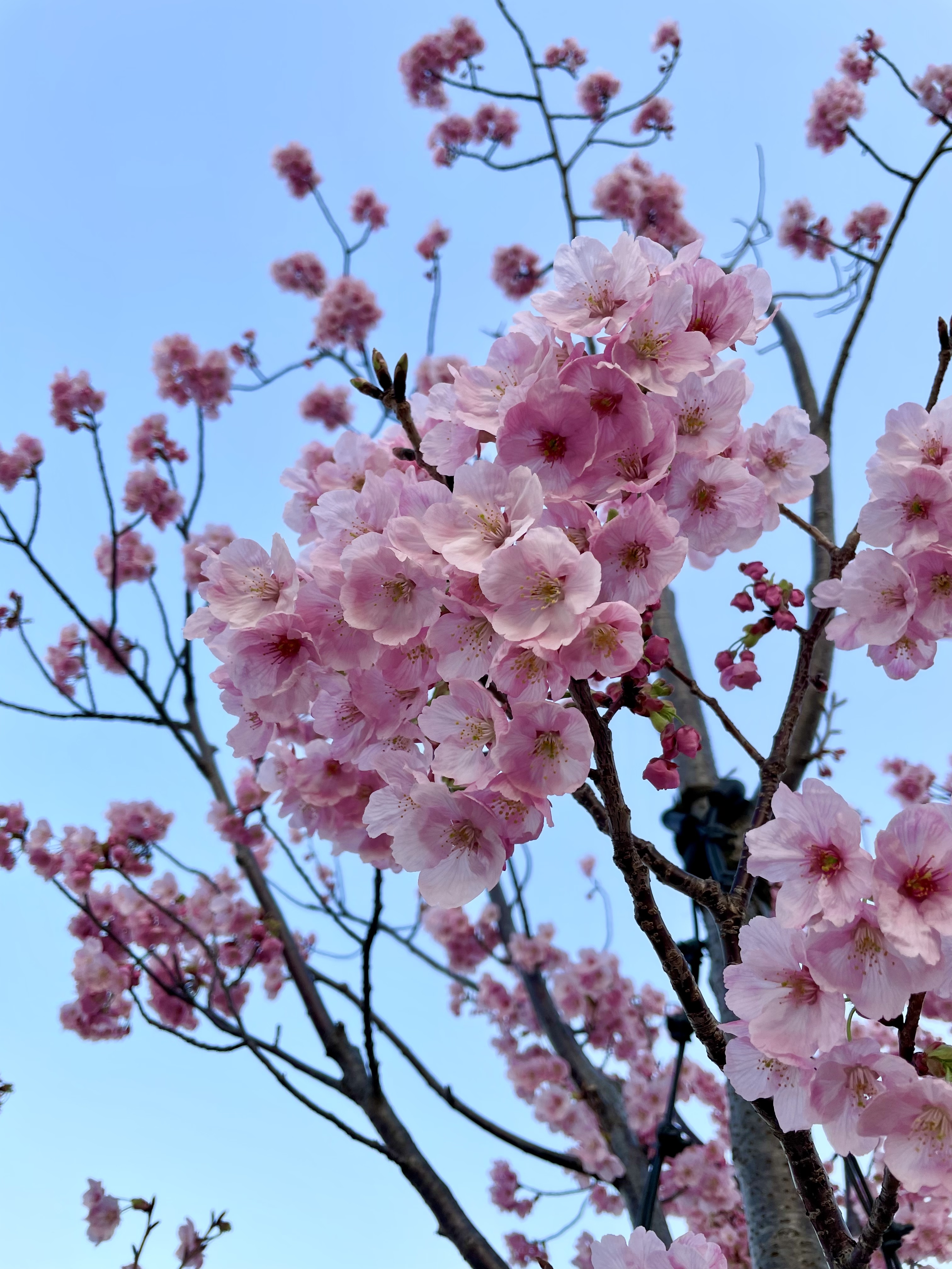 三鷹中央防災公園の桜