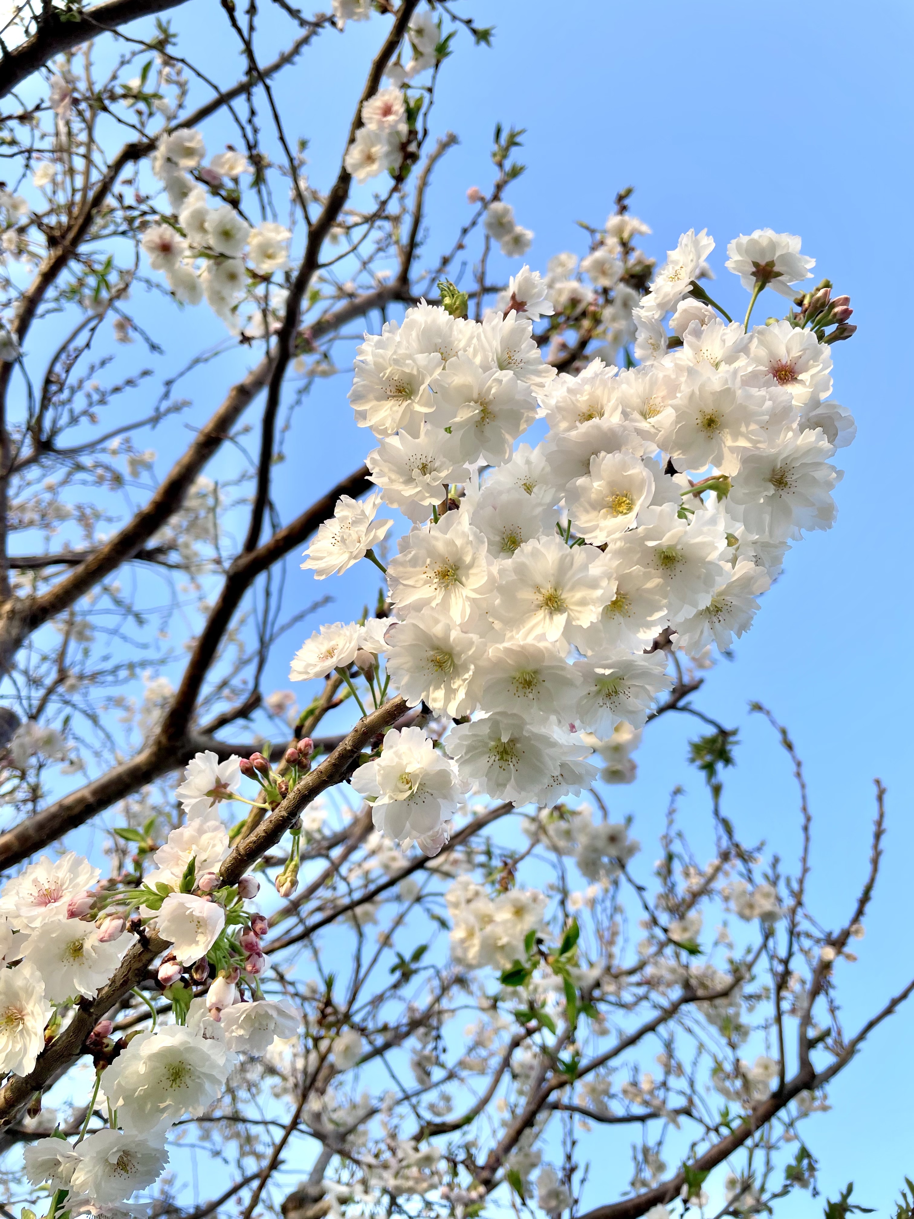 三鷹中央防災公園の桜
