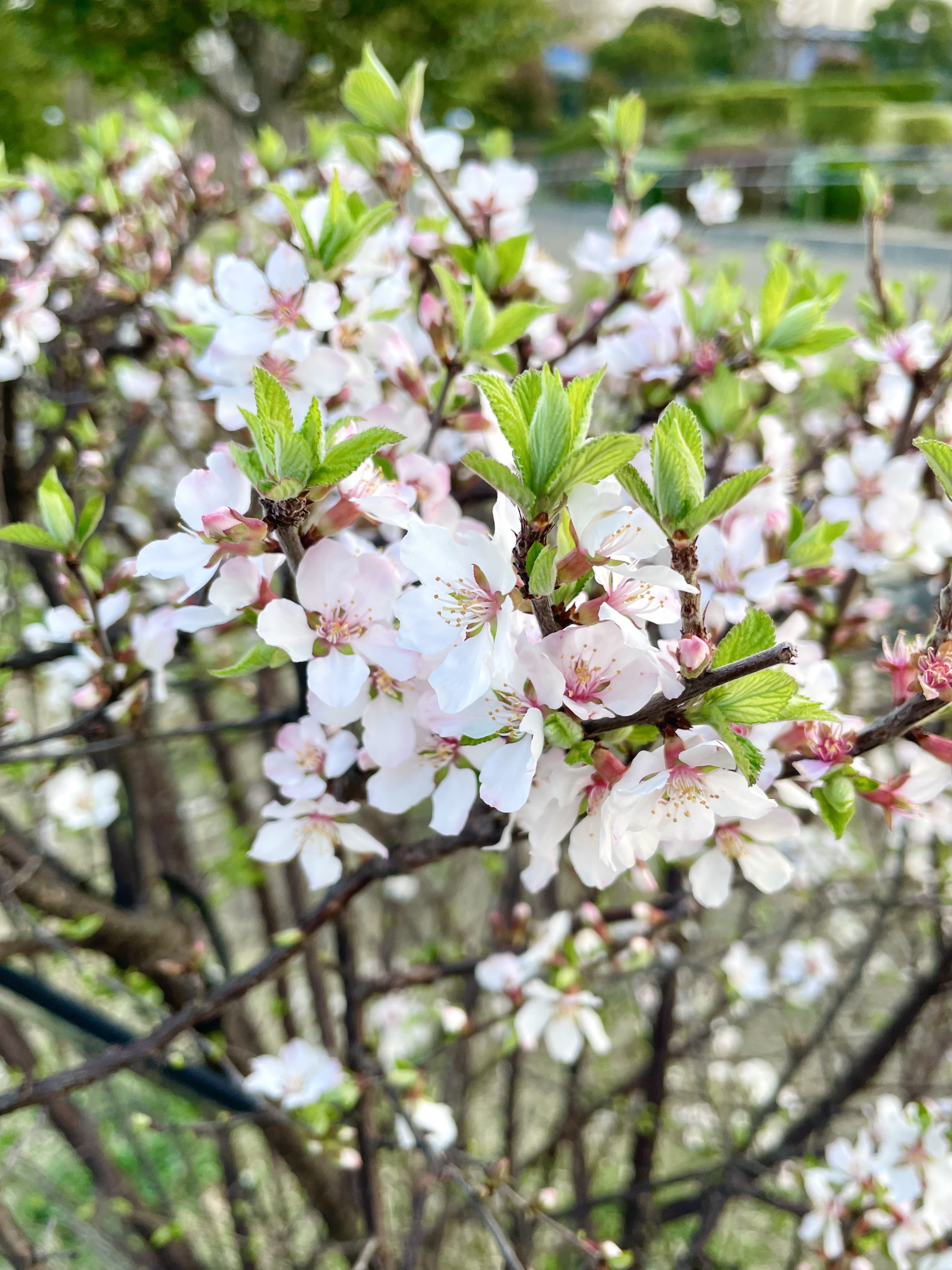 三鷹中央防災公園のユスラウメ