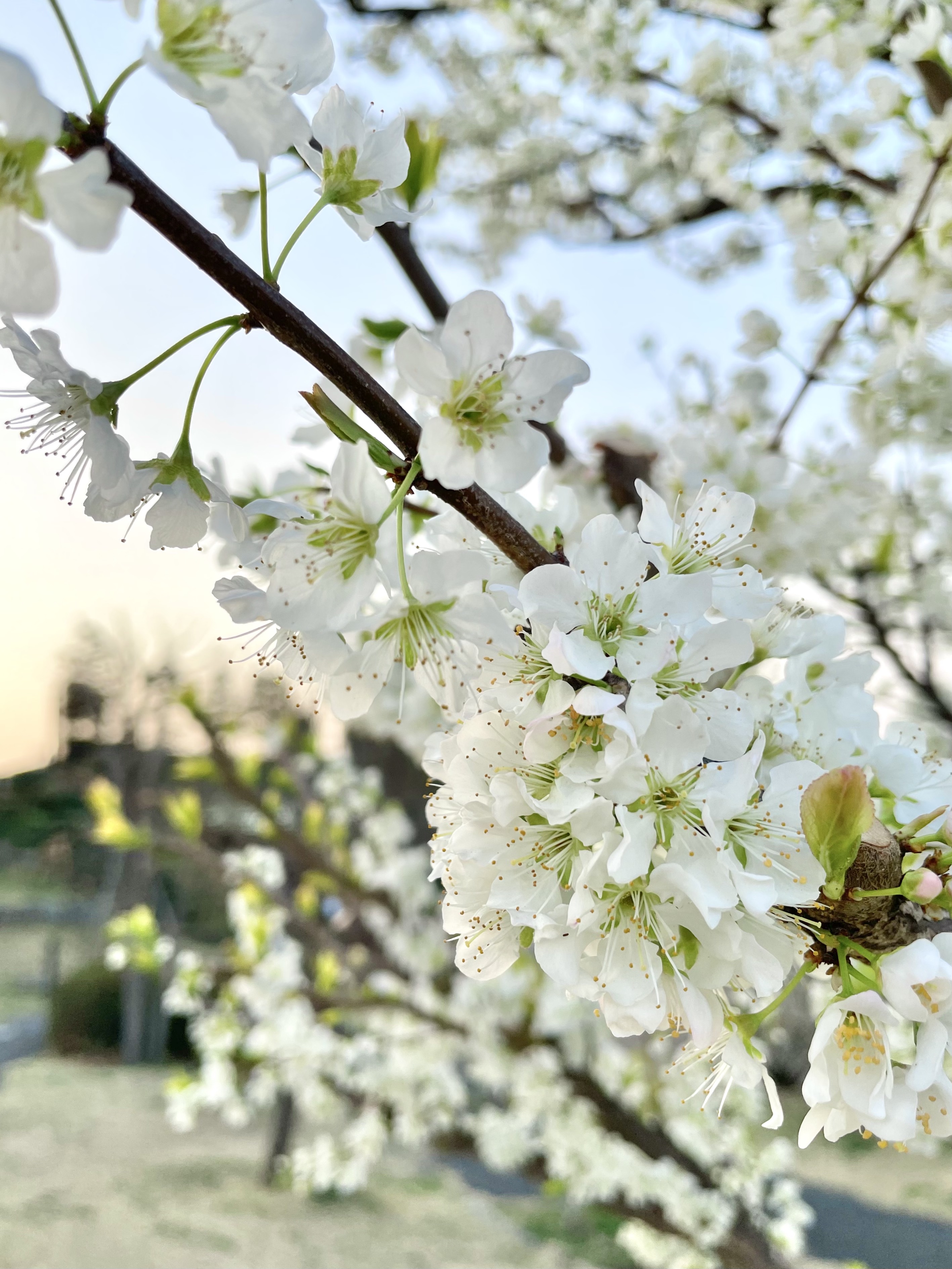 三鷹中央防災公園のスモモ