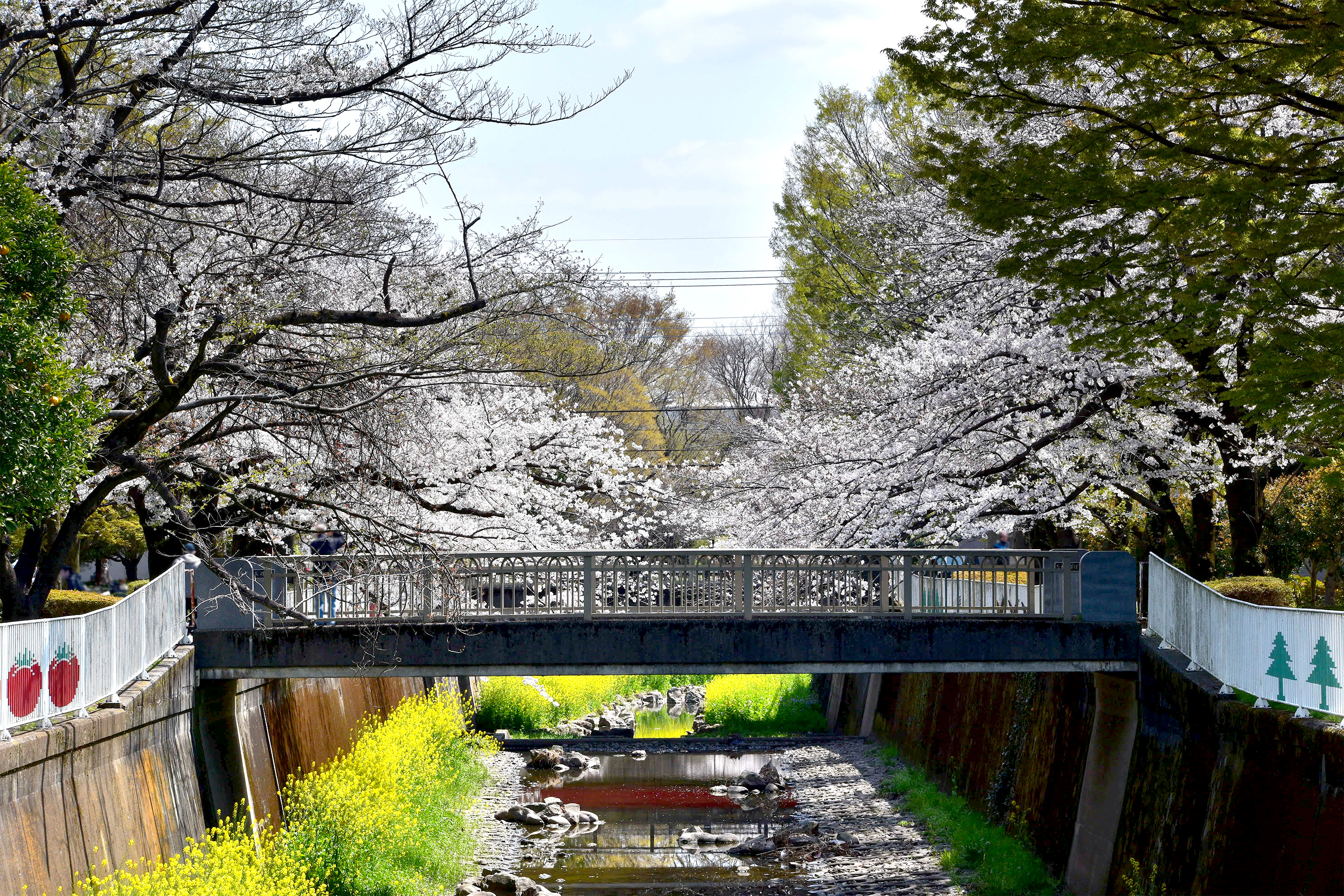 仙川平和公園の桜