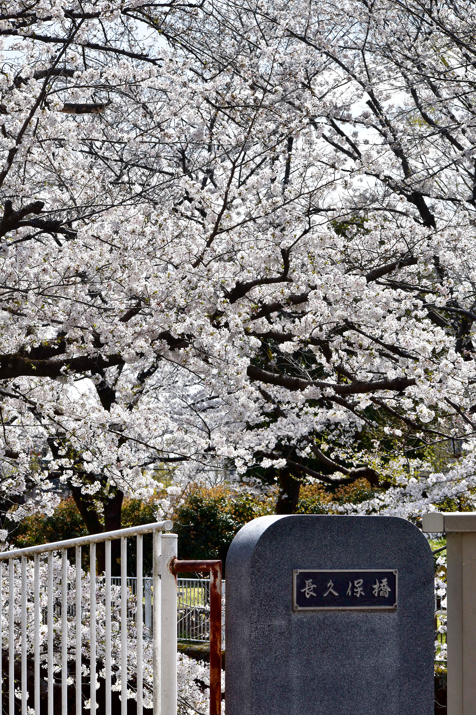 仙川平和公園のソメイヨシノ