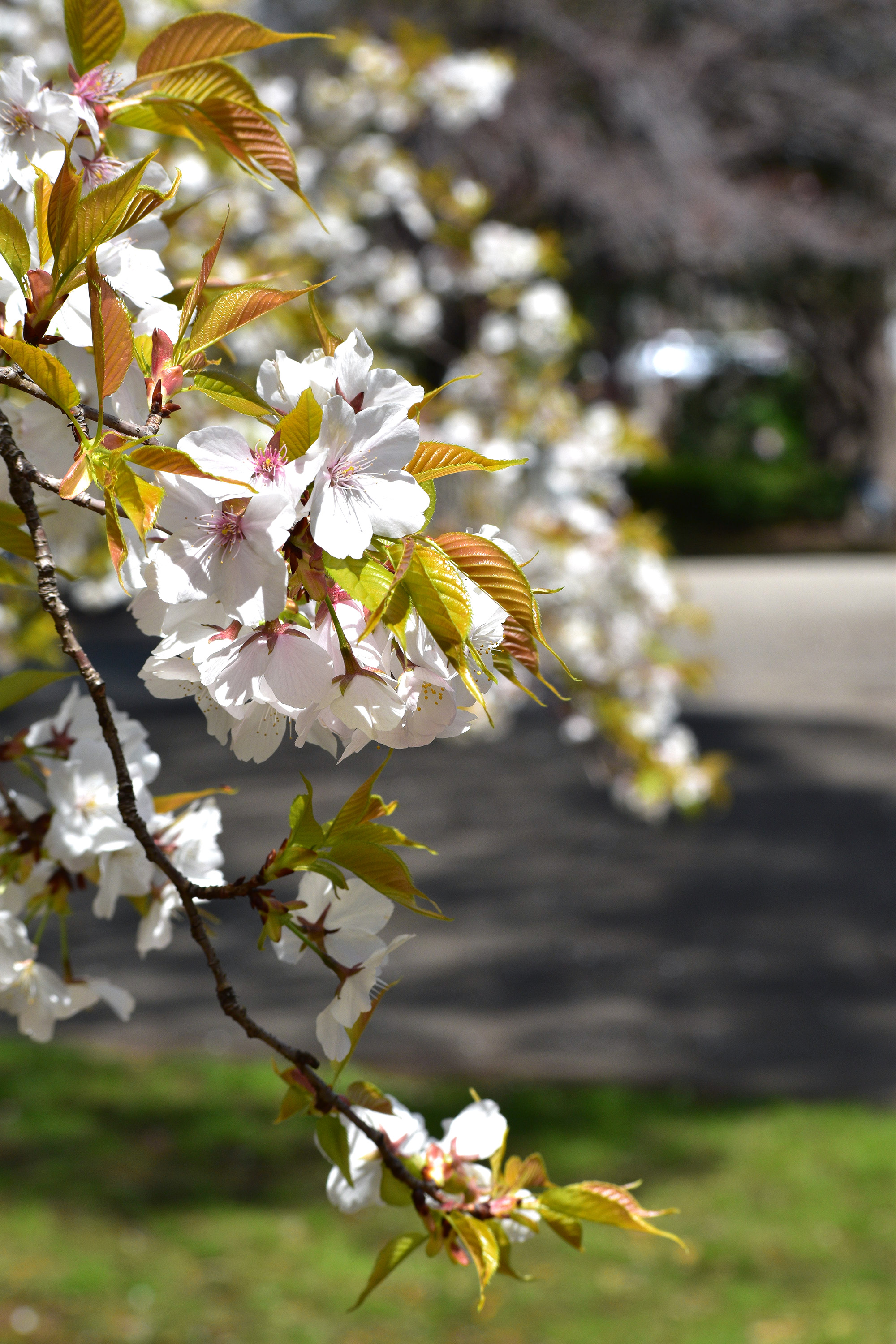 仙川平和公園の桜