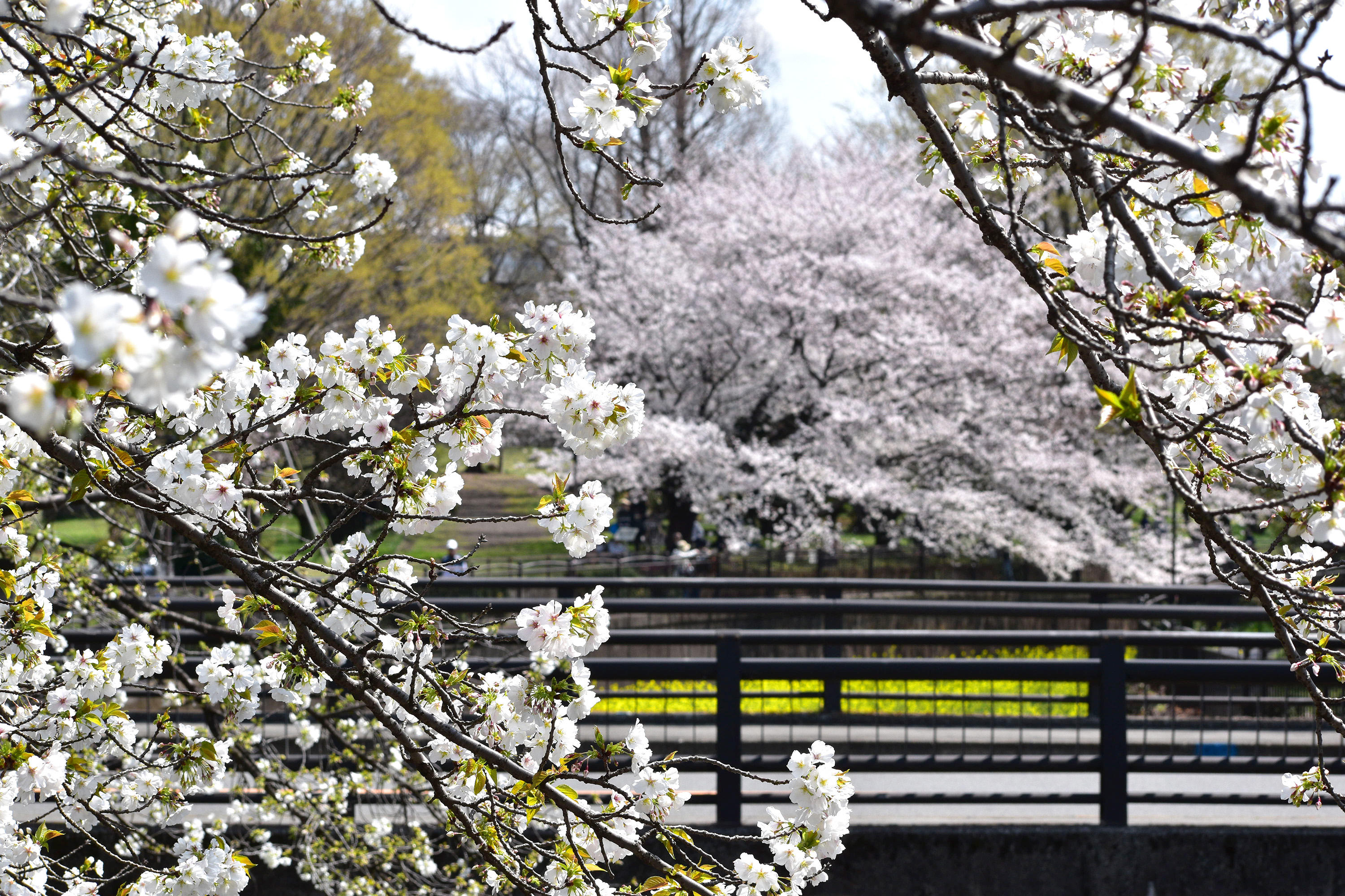 仙川平和公園のソメイヨシノ