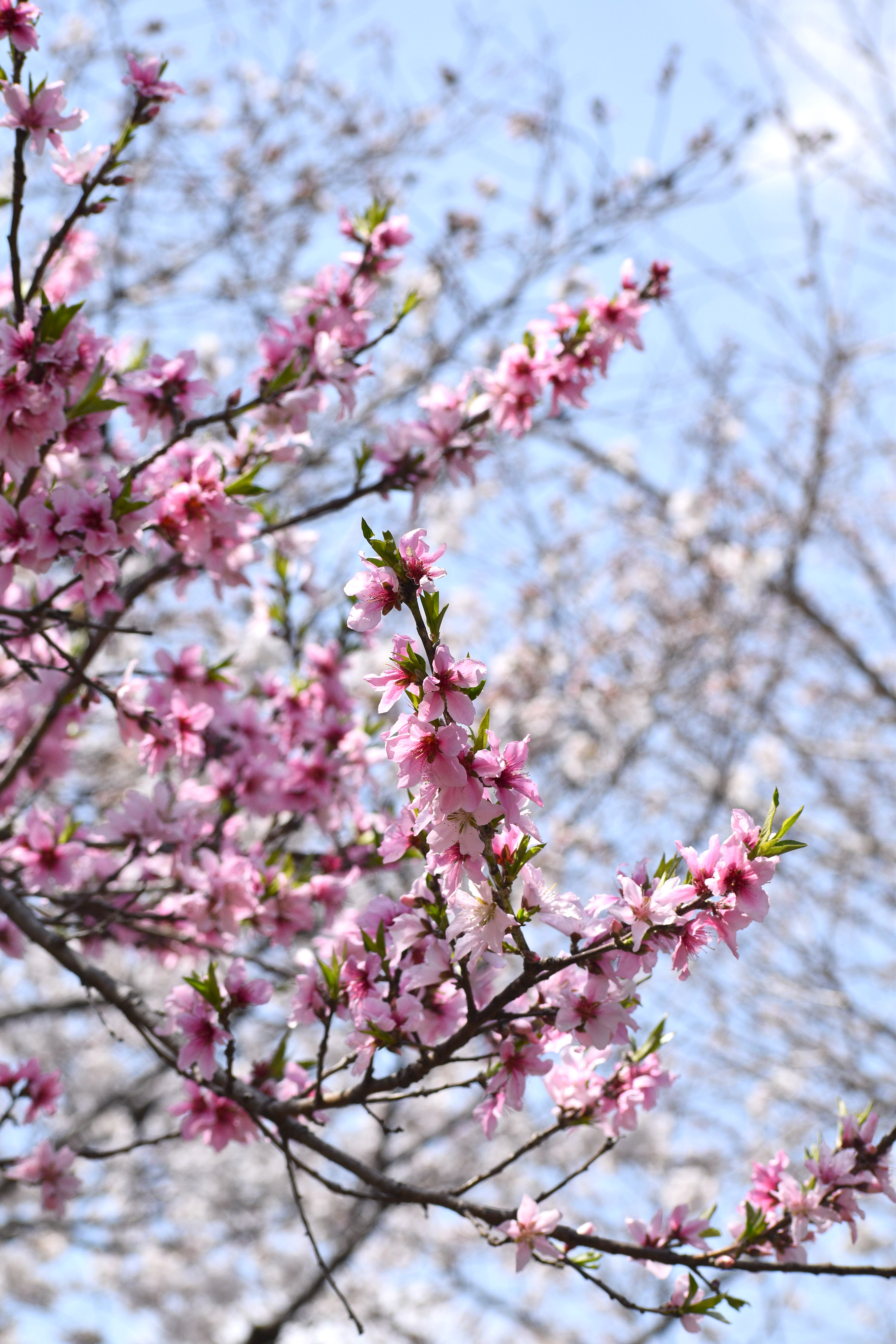 丸池公園のモモ