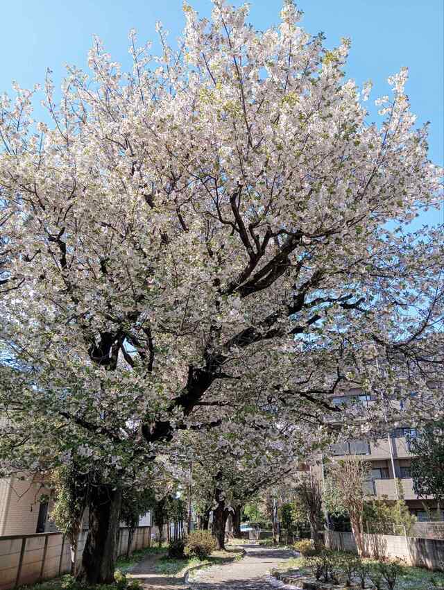 八重桜