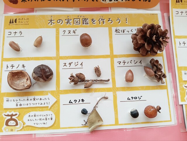 木の実図鑑 木の実図鑑