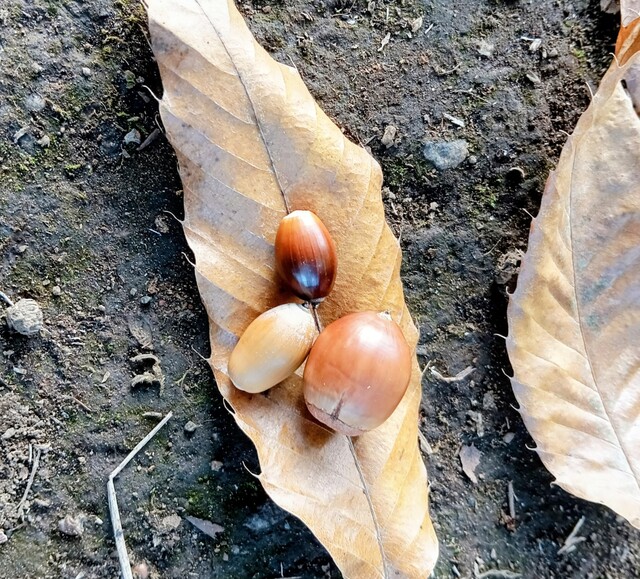 IMG_20251115_154631~2